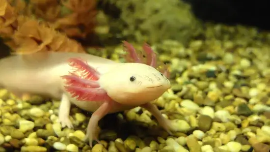 Salamandra mexicana