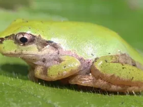 Sapos não conseguem vomitar