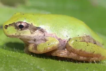 Sapos não conseguem vomitar, então ejetam todo o estômago 7 Sapos não conseguem vomitar