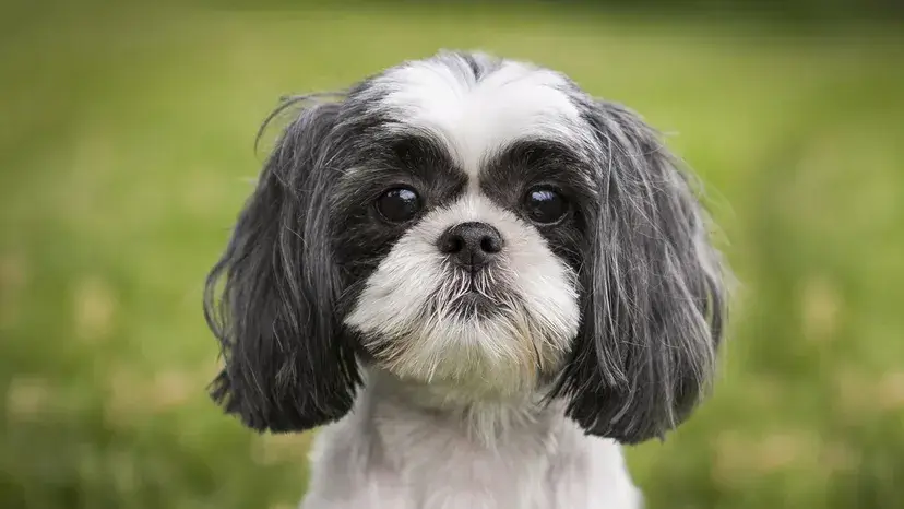 Shih Tzu