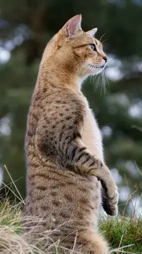O gato mau egípcio parece um gato malhado e age como um cachorro 26 Suas patas traseiras são ligeiramente mais longas