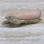 Tatu Fada Rosa