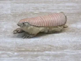 Tatu Fada Rosa