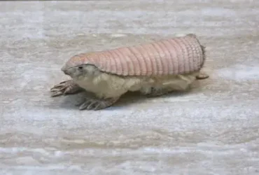 O Tatu Fada Rosa é tão misterioso quanto seu nome 5 Tatu Fada Rosa