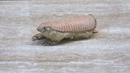 Tatu Fada Rosa