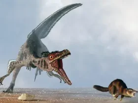 Velociraptor