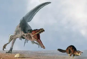 Velociraptor