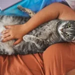 Você provavelmente está acariciando seu gato da maneira errada, sugere estudo