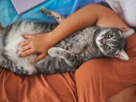 Você provavelmente está acariciando seu gato da maneira errada, sugere estudo