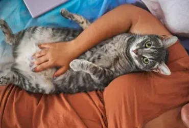 Você provavelmente está acariciando seu gato da maneira errada, sugere estudo 8 Você provavelmente está acariciando seu gato da maneira errada, sugere estudo