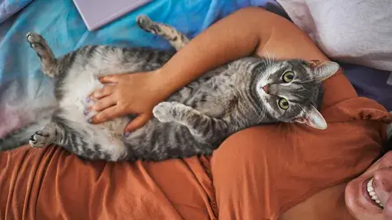 Você provavelmente está acariciando seu gato da maneira errada, sugere estudo