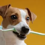 Você realmente precisa escovar os dentes do seu cachorro