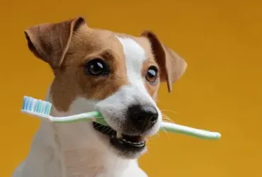 Você realmente precisa escovar os dentes do seu cachorro