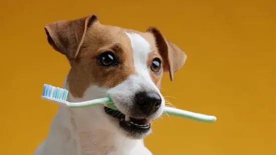 Você realmente precisa escovar os dentes do seu cachorro