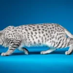 gato mau egípcio