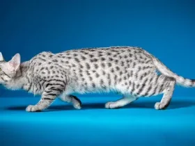 O gato mau egípcio parece um gato malhado e age como um cachorro 5 gato mau egípcio