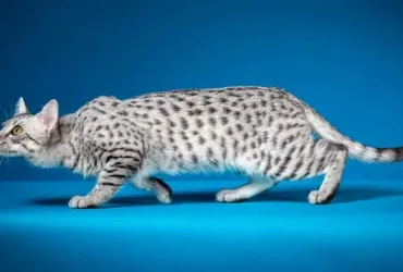 gato mau egípcio