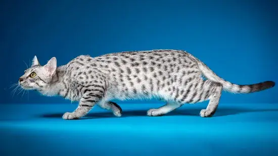 gato mau egípcio