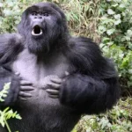 gorilas