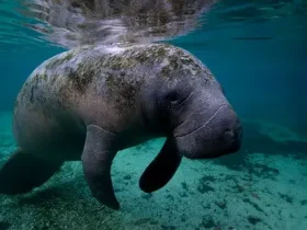 É a vida de um peixe-boi: nade, coma, descanse, repita 8 peixe-boi