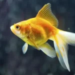 peixinho dourado consegue se lembrar