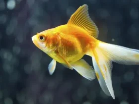 peixinho dourado consegue se lembrar