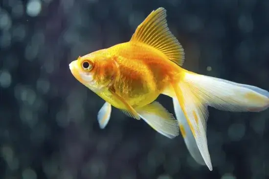 peixinho dourado consegue se lembrar