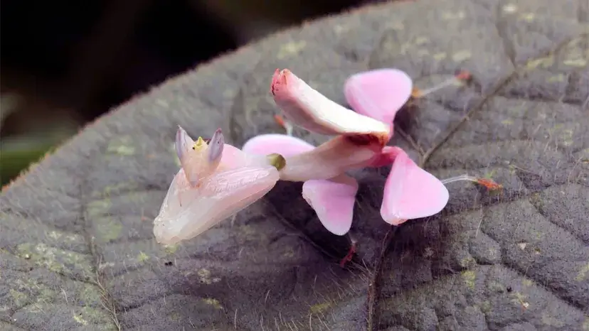 primeiro animal conhecido por imitar uma flor inteira