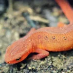 salamandra e uma salamandra