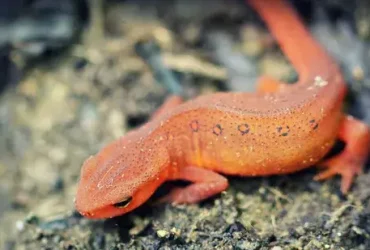 Qual é a diferença entre uma salamandra e uma salamandra? 9 salamandra e uma salamandra