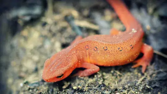 salamandra e uma salamandra