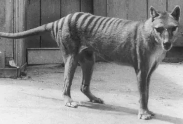 ‘Parque Jurássico’ da vida real? Cientistas trabalham para trazer de volta o extinto tilacino 7 tilacino