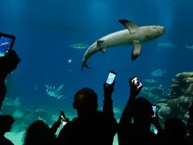 A Segunda Guerra Mundial despertou a obsessão dos tubarões na América