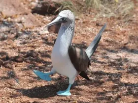 A dança do Booby de pés azuis