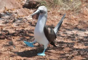 A dança do Booby de pés azuis sempre conquista a garota 1 A dança do Booby de pés azuis