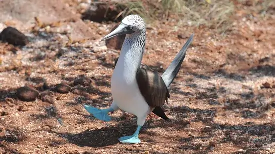 A dança do Booby de pés azuis