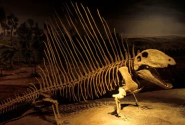 Acha que Dimetrodon era um dinossauro