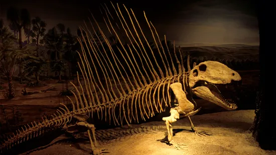Acha que Dimetrodon era um dinossauro