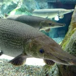 Alligator Gar