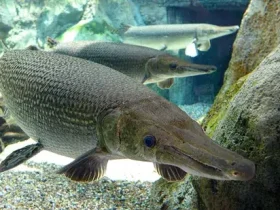 Alligator Gar