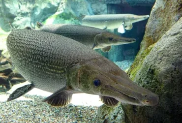 Alligator Gar: 100 milhões de anos e ainda chutando 5 Alligator Gar