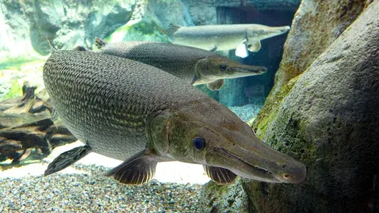 Alligator Gar