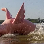 Amazônia tem golfinhos cor de rosa