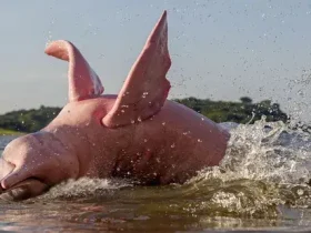Entre outras criaturas incríveis, a Amazônia tem golfinhos cor de rosa 5 Amazônia tem golfinhos cor de rosa