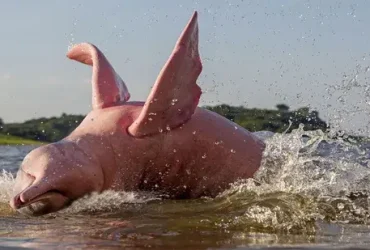 Amazônia tem golfinhos cor de rosa