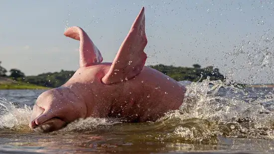 Amazônia tem golfinhos cor de rosa