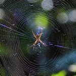 Aranhas podem tecer teias de seda
