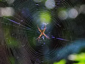 Aranhas podem tecer teias de seda
