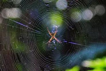 Aranhas podem tecer teias de seda mais fortes que o aço 6 Aranhas podem tecer teias de seda