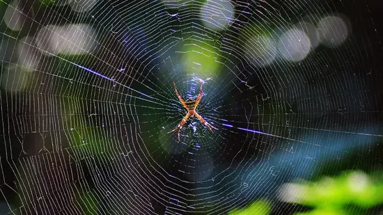 Aranhas podem tecer teias de seda